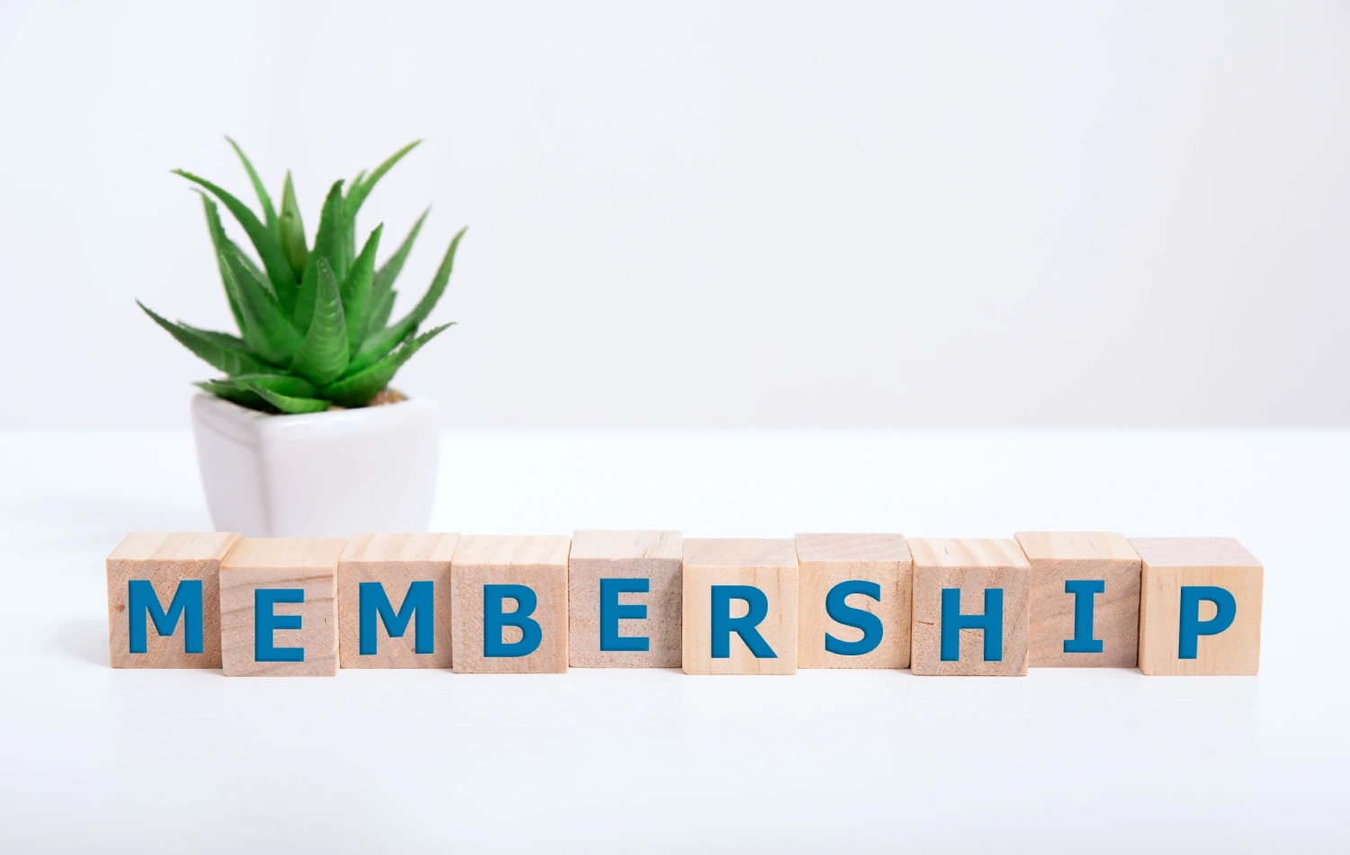 Membership blocks beside a potted plant.